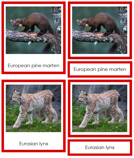 Animals of Europe 3-Part Continent Cards - Montessori Print Shop Digital Download