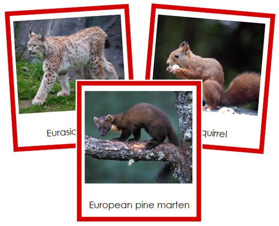 European Animals - montessori continent cards