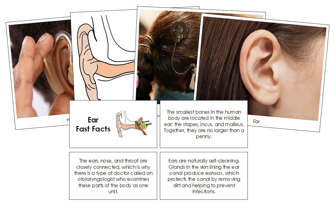 Ear Fast Facts & Pictures - Montessori Print Shop Digital Download