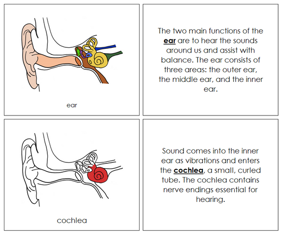 Human Ear Nomenclature Book (red) - Montessori Print Shop