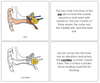 Parts of a Ear Nomenclature Book - Montessori Print Shop