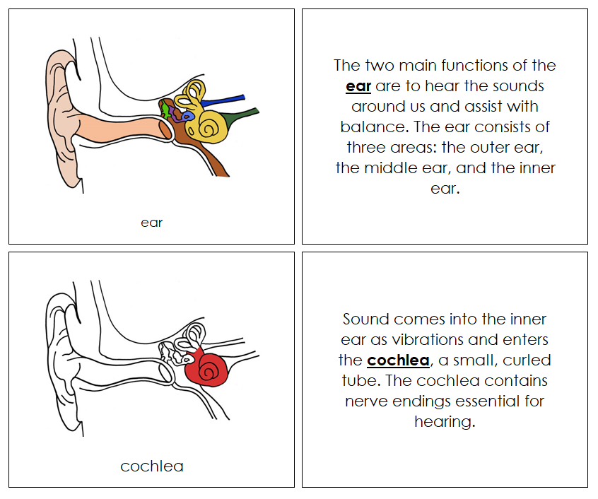 Human Ear Nomenclature Book (red) - Montessori Print Shop Digital Download