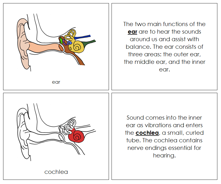 Ear Nomenclature Book (red) - Montessori Print Shop