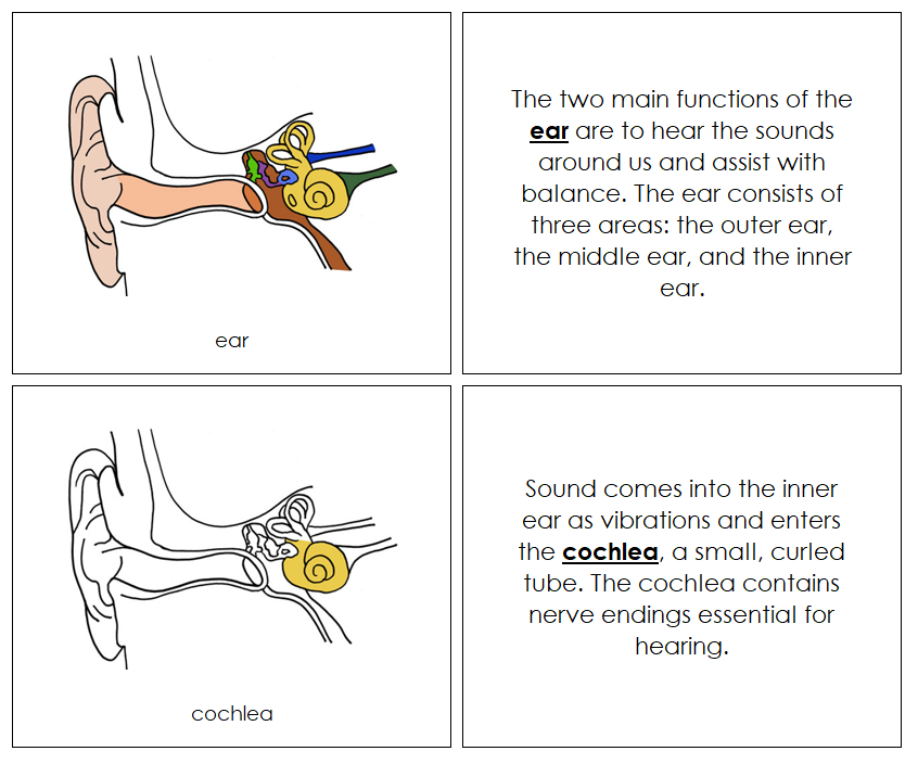 Parts of a Human Ear Nomenclature Book - Montessori Print Shop