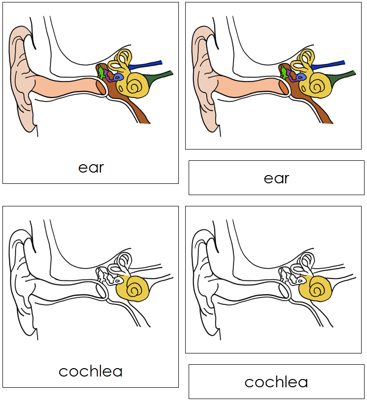 Parts of a Human Ear Nomenclature 3-Part Cards - Montessori Print Shop