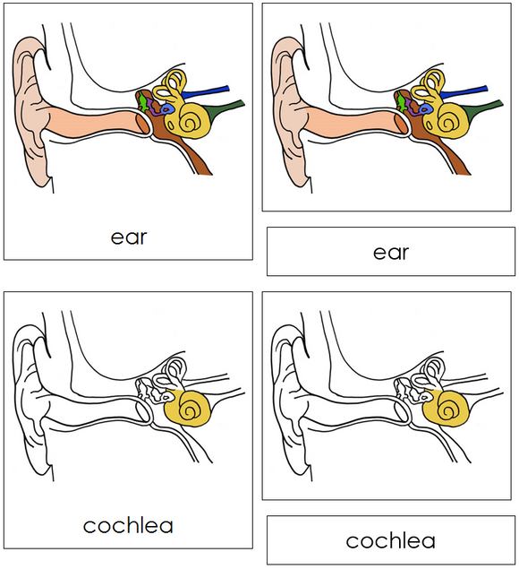 Human Ear Nomenclature Cards - Montessori Print Shop