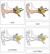 Ear Nomenclature 3-Part Cards - Montessori Print Shop
