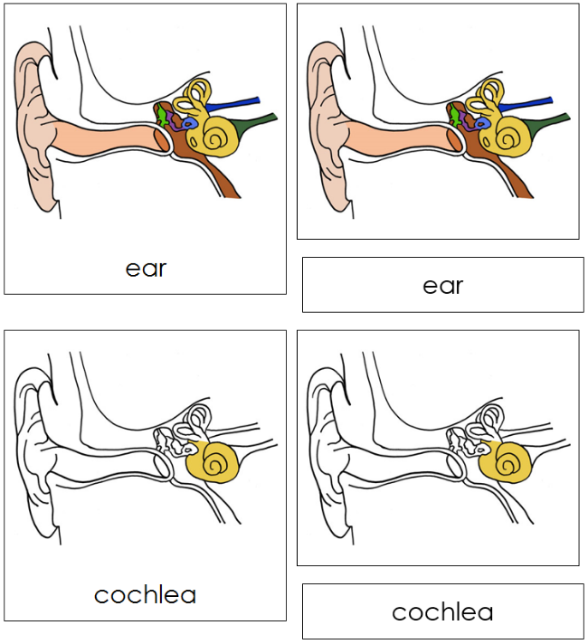Parts of a Human Ear Nomenclature Cards - Montessori Print Shop Digital Download