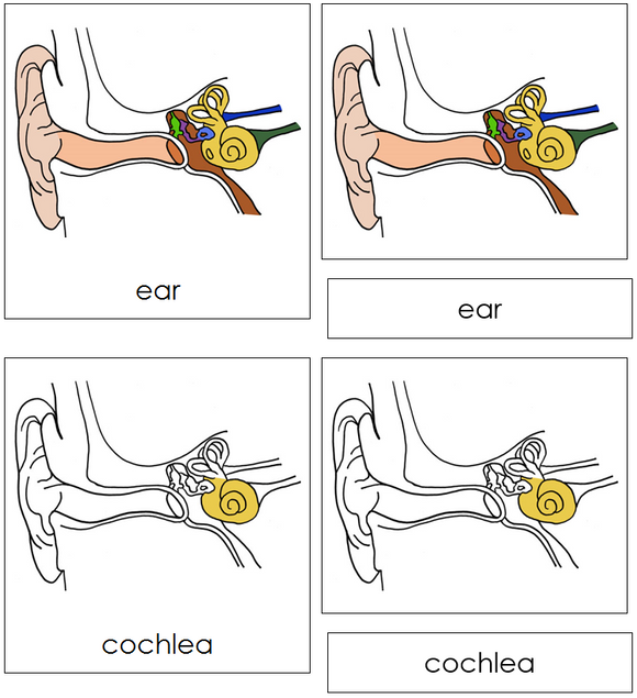 Ear Nomenclature Cards - Montessori Print Shop