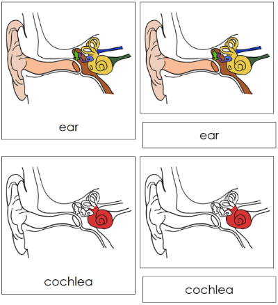 Ear Nomenclature Cards (red) - Montessori Print Shop