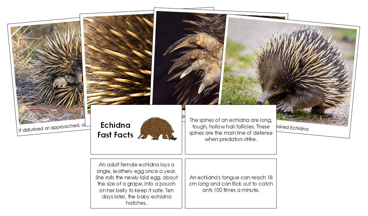Echidna Fast Facts & Pictures - Montessori Print Shop Digital Download