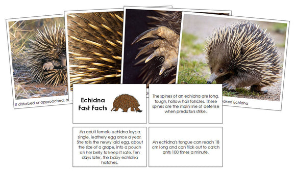 Echidna Fast Facts & Pictures - Montessori Print Shop Digital Download