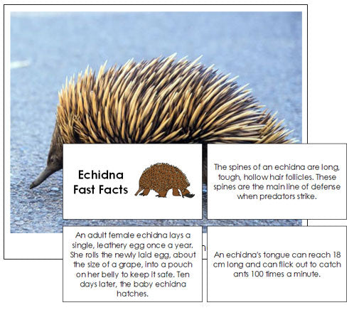 Echidna Fast Facts & Pictures - Montessori Print Shop