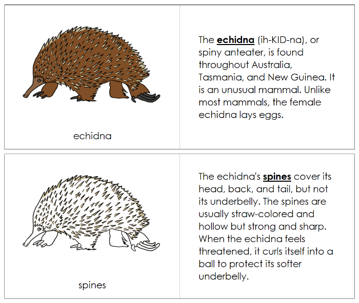 Parts of an Echidna Nomenclature Book - Montessori Print Shop Digital Download