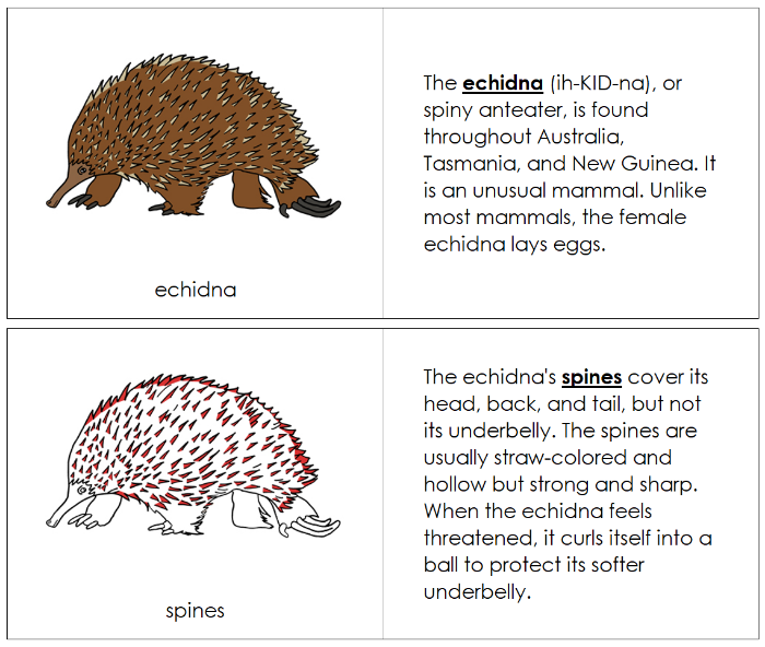 Parts of an Echidna Nomenclature Book (red) - Montessori Print Shop Digital Download