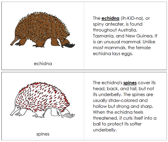 Parts of an Echidna Nomenclature Book (red) - Montessori Print Shop Digital Download