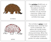 Echidna Nomenclature Book (red) - Montessori Print Shop