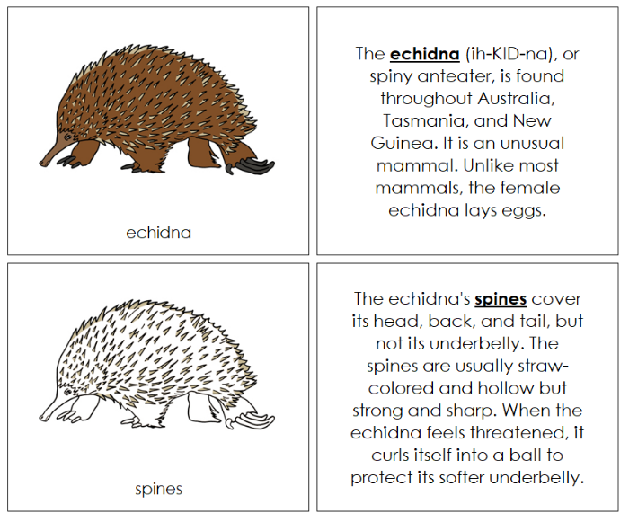Parts of an Echidna Nomenclature Book - Montessori Print Shop Digital Download