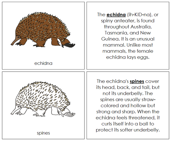 Parts of a Echidna Nomenclature Book - Montessori Print Shop