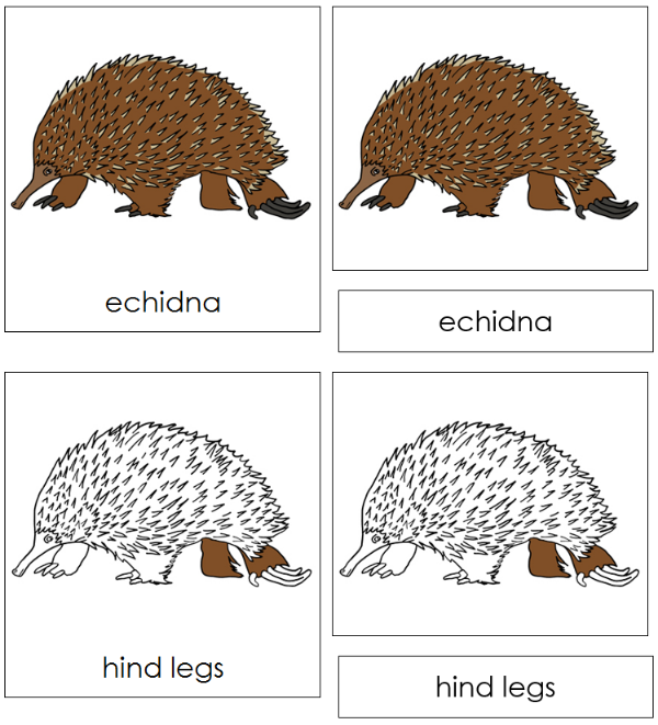 Parts of an Echidna Nomenclature 3-Part Cards - Montessori Print Shop Digital Download