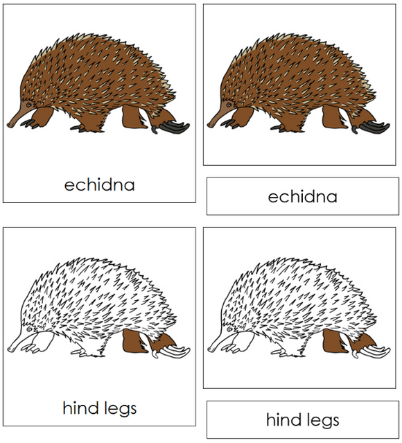Parts of an Echidna 3-Part  Nomenclature Cards - Montessori Print Shop Digital Download
