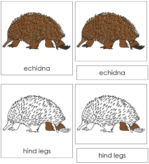 Echidna Nomenclature Cards - Montessori Print Shop