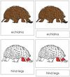 Echidna Nomenclature 3-Part Cards (red) - Montessori Print Shop