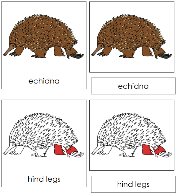 Parts of a Echidna Nomenclature Cards (red) - Montessori Print Shop Digital Download