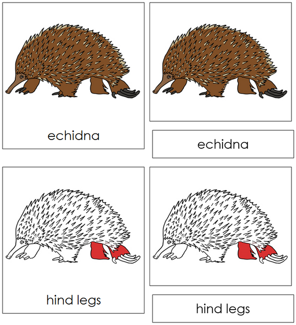 Echidna Nomenclature Cards (red) - Montessori Print Shop