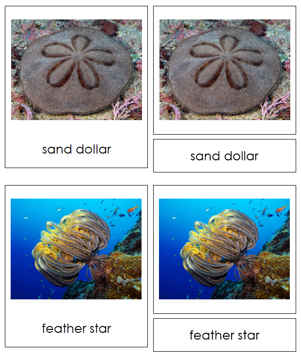 Echinodermata Animal Cards - Montessori Print Shop