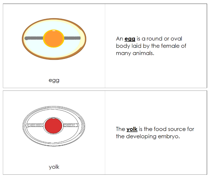 Egg Nomenclature Book (red) - Montessori Print Shop Digital Download