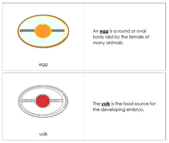 Egg Nomenclature Book (red) - Montessori Print Shop Digital Download