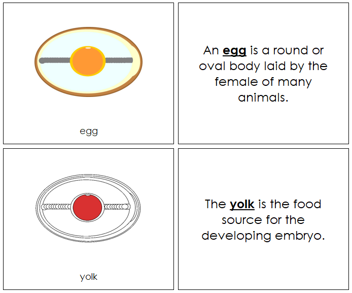 Egg Nomenclature Book (red) - Montessori Print Shop Digital Download