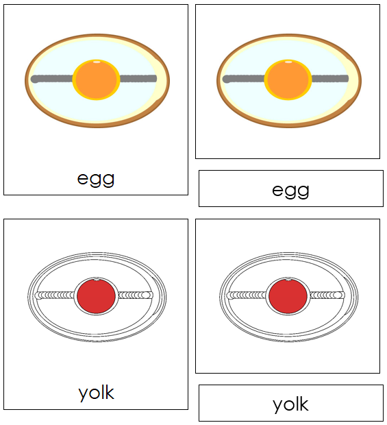 Parts of an Egg 3-Part Nomenclature Cards (red) - Montessori Print Shop Digital Download
