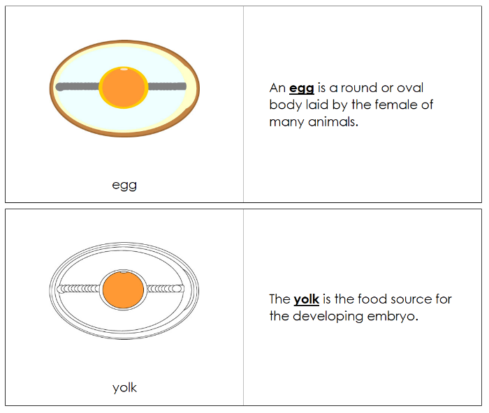 Egg Nomenclature Book - Montessori Print Shop Digital Download
