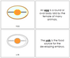 Egg Nomenclature Book - Montessori Print Shop