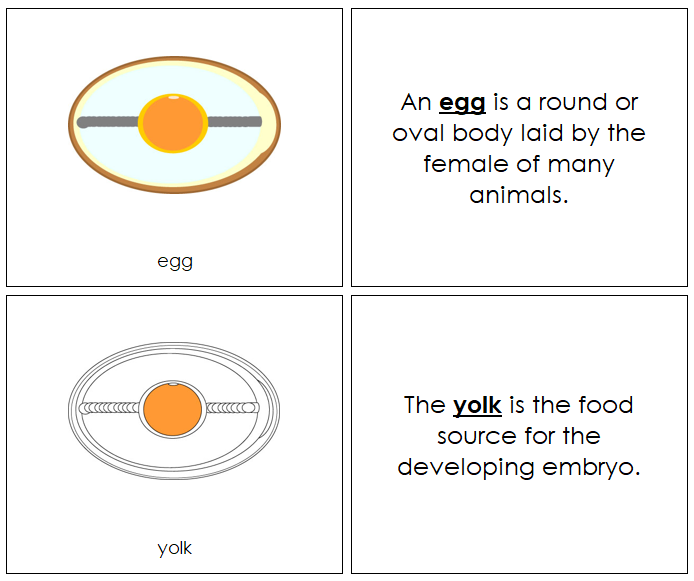 Egg Nomenclature Book - Montessori Print Shop Digital Download