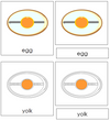 Egg Nomenclature 3-Part Cards - Montessori Print Shop