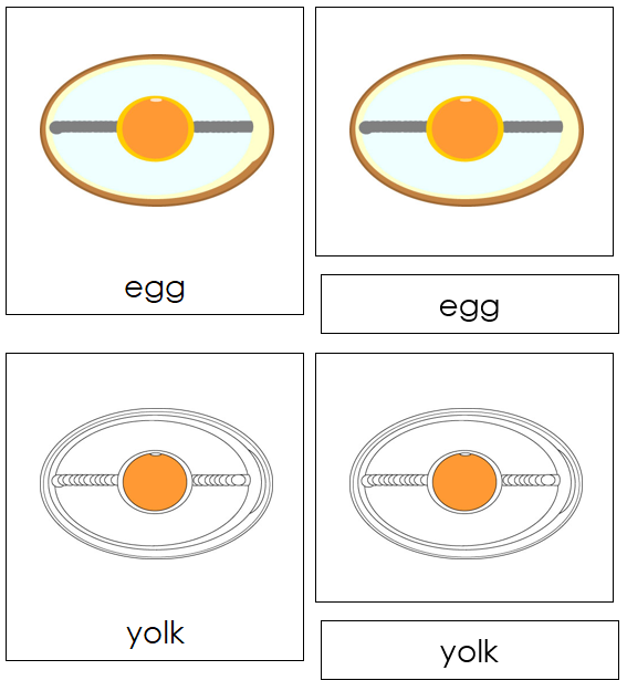 Parts of an Egg Nomenclature Cards - Montessori Print Shop Digital Download