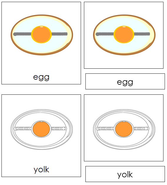 Egg Nomenclature Cards - Montessori Print Shop