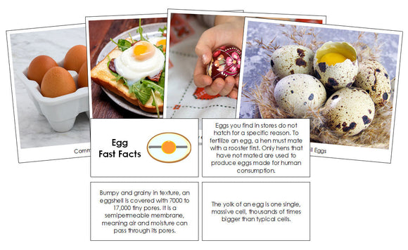 Egg Fast Facts & Pictures - Montessori Print Shop Digital Download