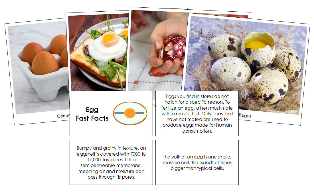 Egg Fast Facts & Pictures - Montessori Print Shop Digital Download
