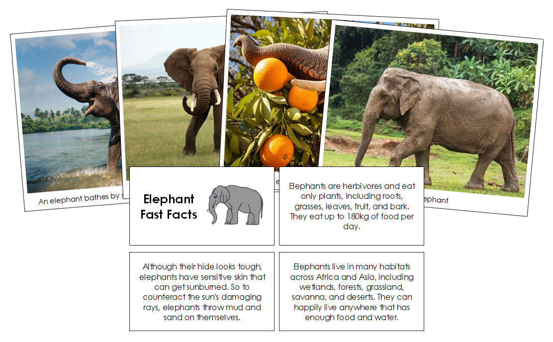 Elephant Fast Facts & Pictures - Montessori Print Shop