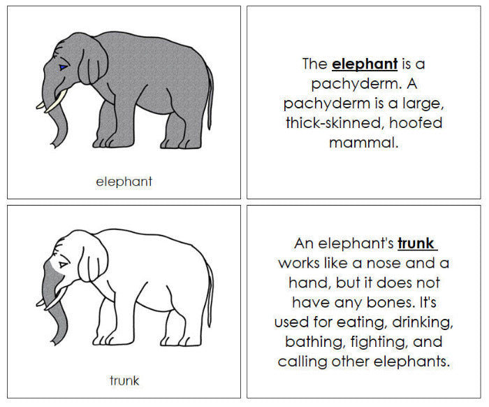 Parts of an Elephant Nomenclature Book - Montessori Print Shop Digital Download
