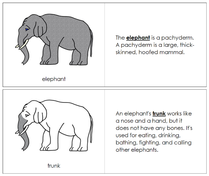 Parts of an Elephant Nomenclature Book - Montessori Print Shop Digital Download