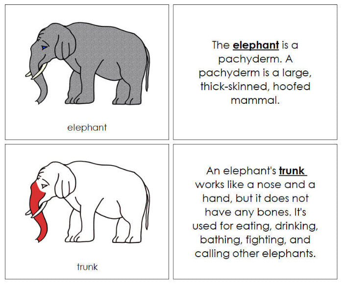 Parts of an Elephant Nomenclature Book (red) - Montessori Print Shop Digital Download