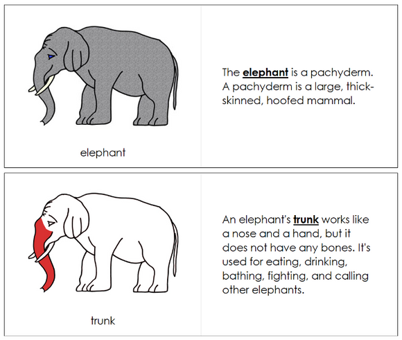 Parts of an Elephant Nomenclature Book (red) - Montessori Print Shop Digital Download