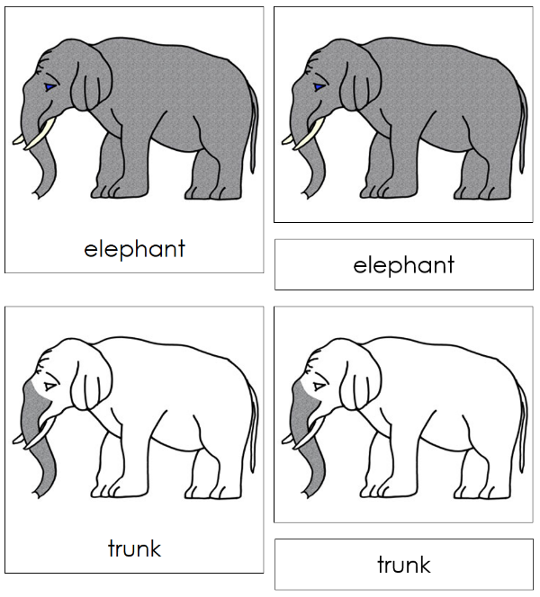 Parts of an Elephant Nomenclature 3-Part Cards - Montessori Print Shop Digital Download