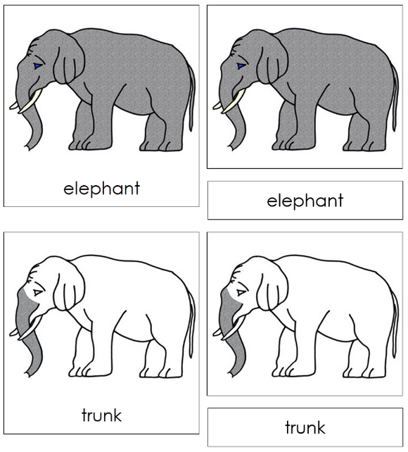 Parts of an Elephant 3-Part Cards Nomenclature Cards - Montessori Print Shop Digital Download 