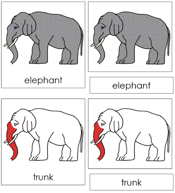 Parts of an Elephant Nomenclature Cards (red) - Montessori Print Shop Digital Download